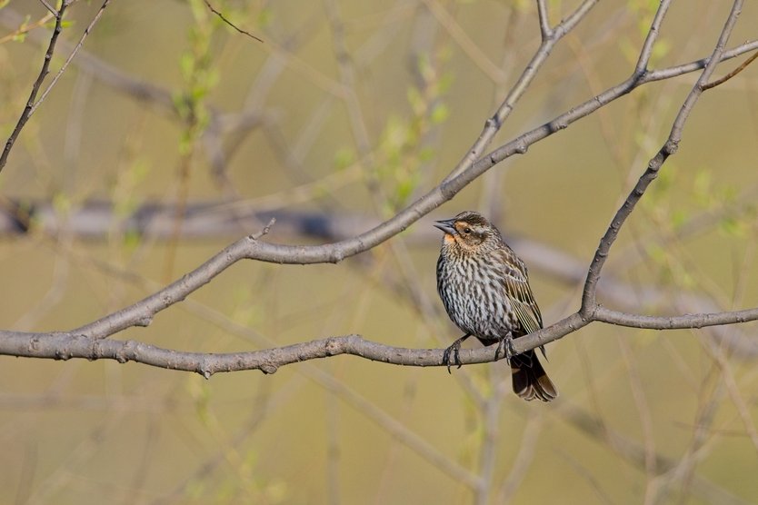 A small streaked brown bird, likely a female Red-winged Blackbird or similar species, perched on a bare tree branch. The bird has finely streaked plumage on its chest and head with a subtle orange wash on its throat and is looking upward with its beak slightly open. The background is softly blurred, showing additional thin branches and hints of fresh green spring foliage, suggesting an early spring setting.